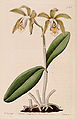 Cattleya forbesii plate 953 in: The Botanical Register (Orchidaceae), vol. 11, (1825)