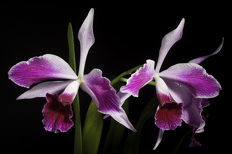 File:Cattleya purpurata fma. flamea ‘Dr. Haetinger’ (Lindl. & Paxton) Rollisson ex Lindl., Gard. Chron. 1855 319 (1855) (50041509333).jpg