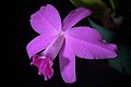 Cattleya sincorana