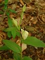 Cephalanthera damasonium flower and buds