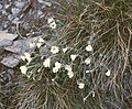 Wolliges Alpen-Hornkraut (Cerastium eriophorum)