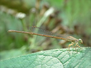 Coromandel Marsh Dart Ceriagrion coromandelianum female