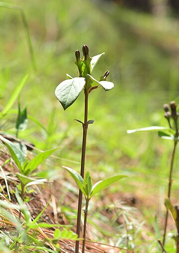 Ceropegia wallichii