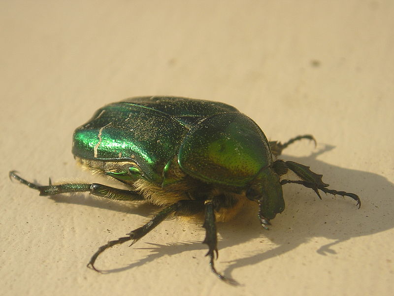 File:Cetonia aurata 03.jpg