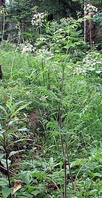 Gold calf's crop (Chaerophyllum aureum)