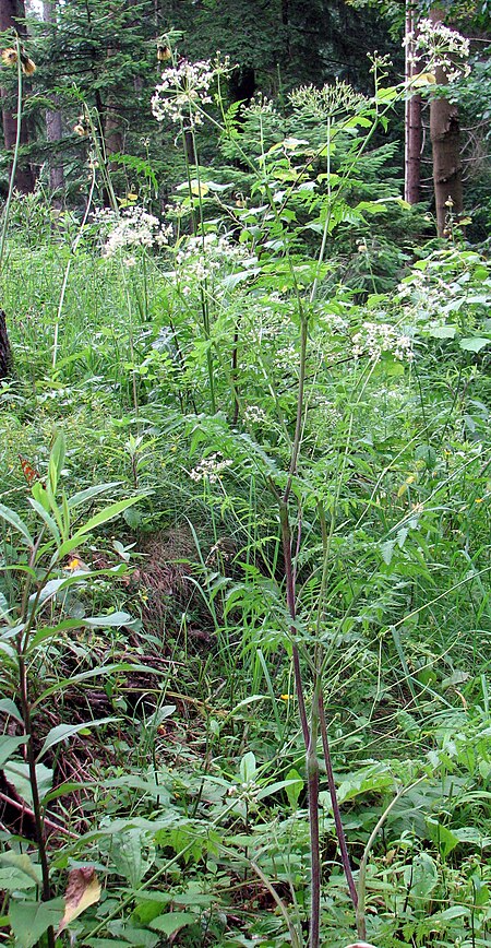 Chaerophyllum aureum