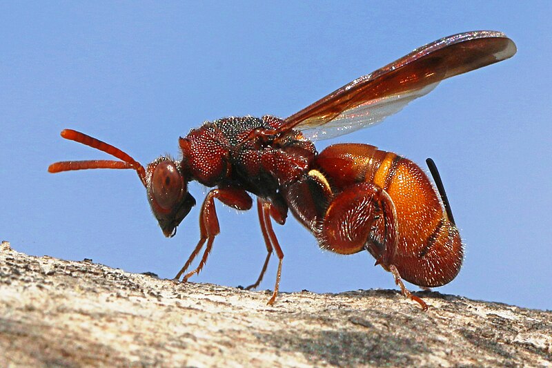 File:Chalcid Wasp, Gorongosa National Park, Mozambique (40660216930).jpg