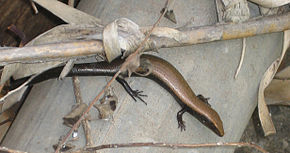 Beschrijving van de afbeelding Chalcides viridanus2.jpg.