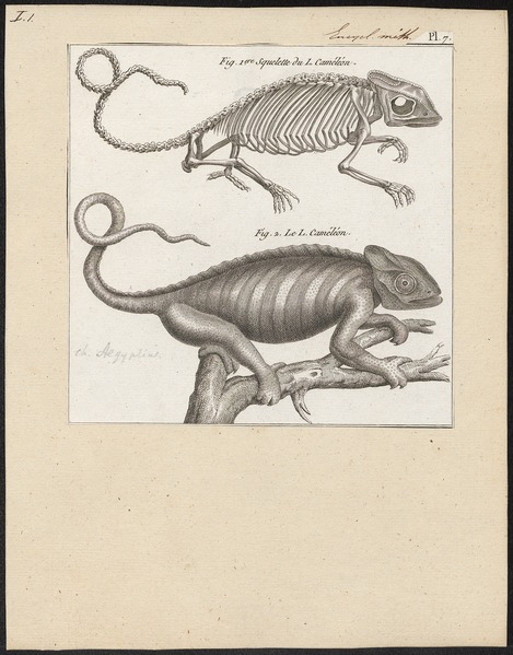 File:Chamaeleo aegyptius - 1700-1880 - Print - Iconographia Zoologica - Special Collections University of Amsterdam - UBA01 IZ12300047.tif
