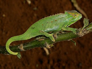 <i>Trioceros wiedersheimi</i> Species of lizard