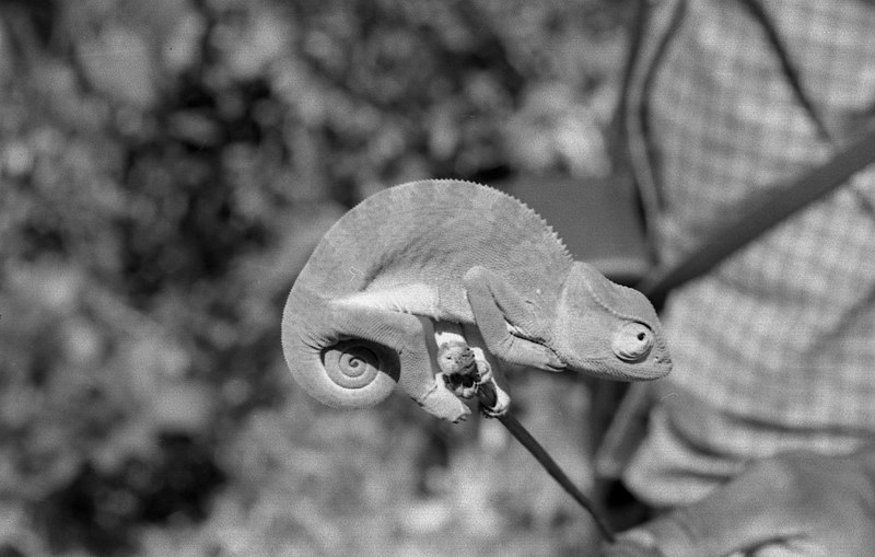 File:Chameleon in Bafodia, Sierra Leone (West Africa) (488440980).jpg