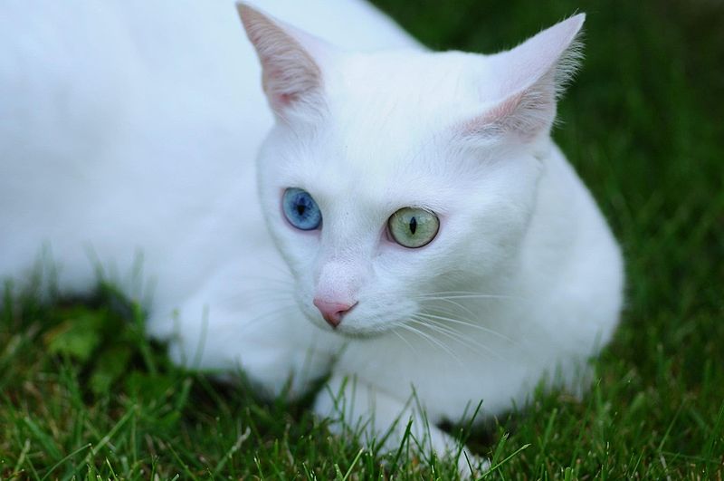 File Chat Blanc Yeux Vairons Jpg Wikimedia Commons