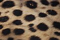 Cheetah fur.JPG