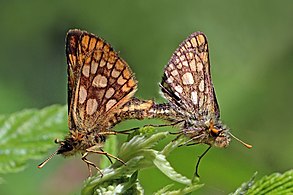 Chequered skipper Carterocephalus palaemon Estonia