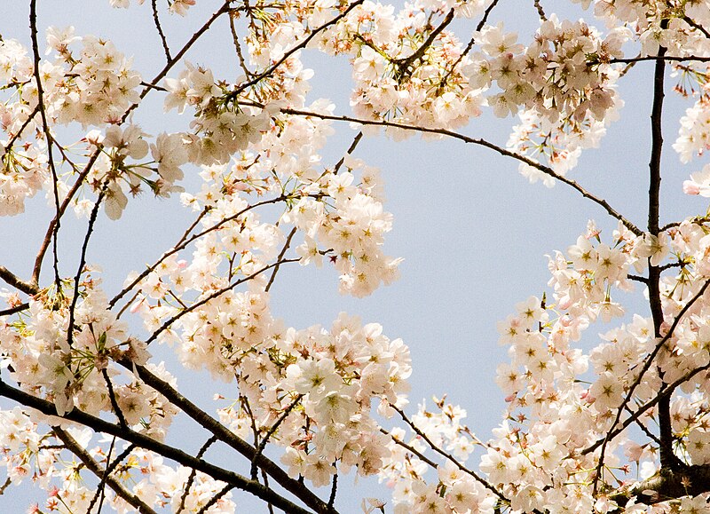 File:CherryBlossoms.jpg