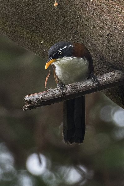 File:Chestnut-backed Scimitar-Babbler - Ijen - East Java MG 7601 (29801735266).jpg