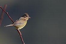 Chestnut Bunting Dzuleke Nagaland India 05.11.2019.jpg