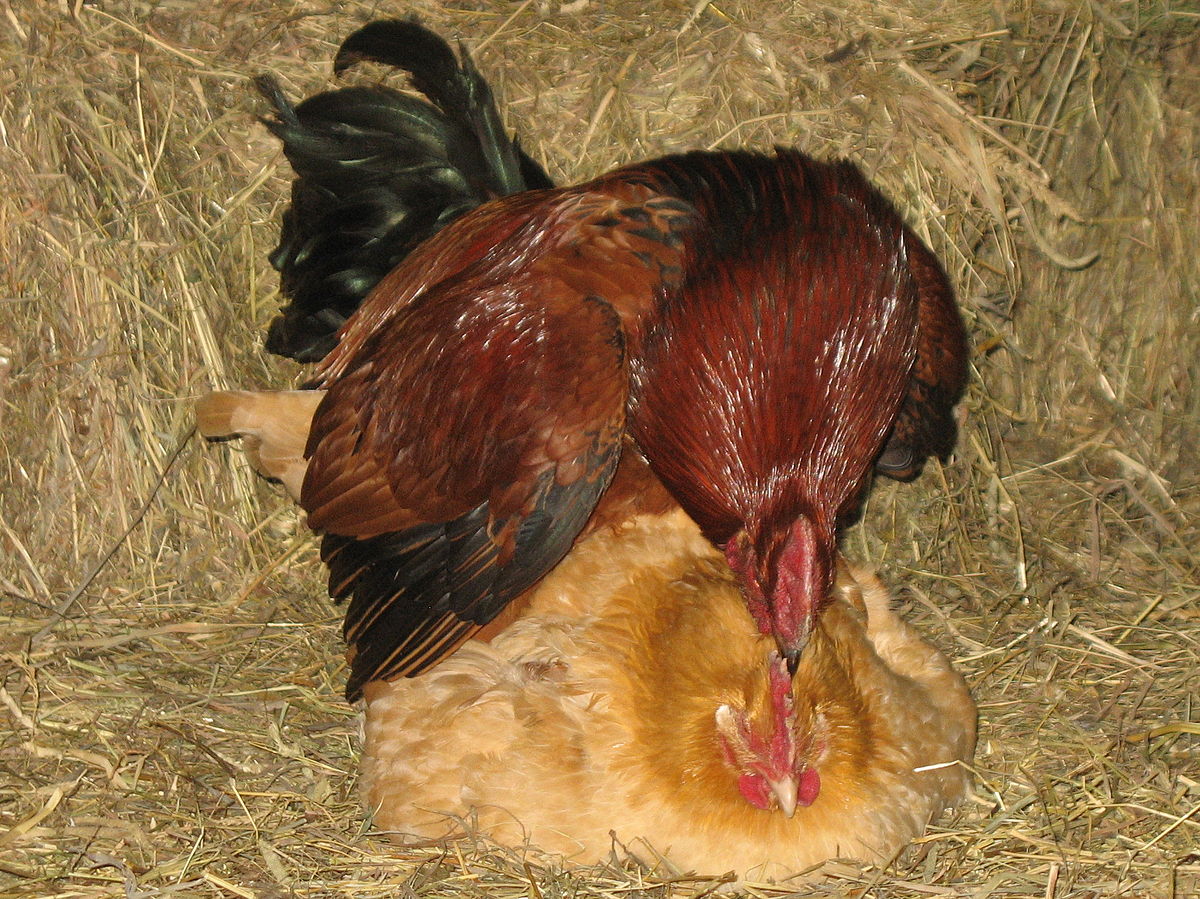 File:Chicken mating.jpg - Wikipedia