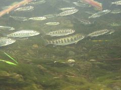 Chinook salmon swiming in water.jpg