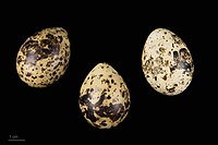 Chlidonias niger niger MHNT.ZOO.2010.11.132.9.jpg