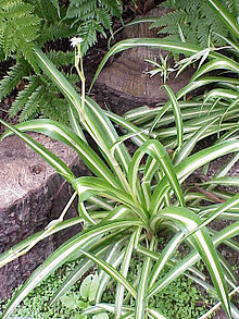 Chlorophytum comosum0.jpg