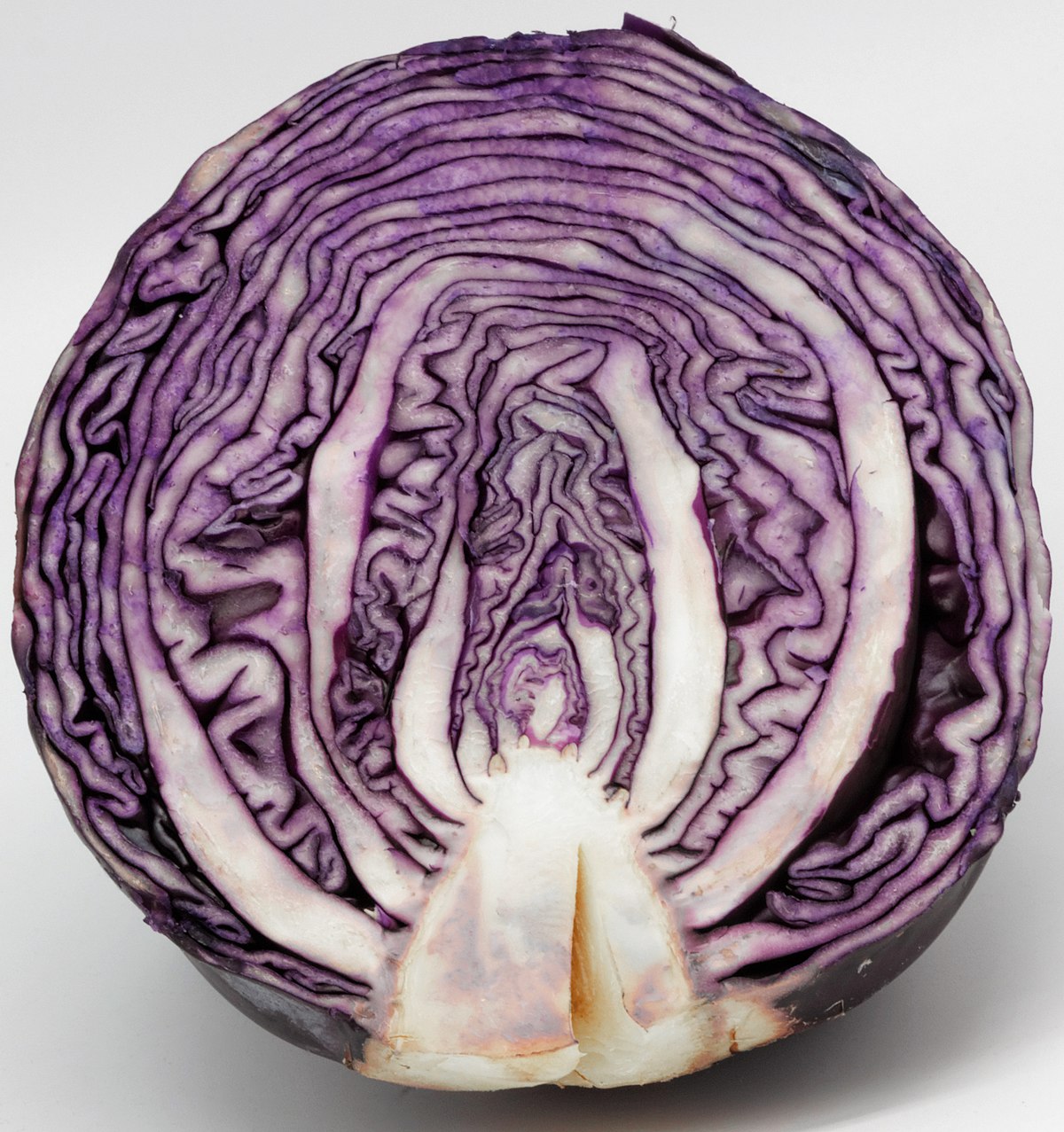 red cabbage Wiktionary