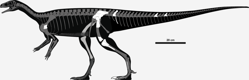 File:Chromogisaurus skeleton.png