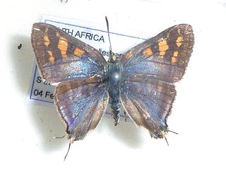 <i>Cigaritis ella</i> Species of butterfly