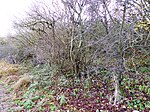 Cleeve Hill SSSI, Berkshire