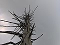 Dead Fraser fir along the tower trail