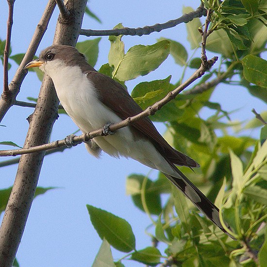 Птицы сочи. Желтоклювая американская Кукушка. Coccyzus americanus. Черноклювая американская Кукушка.