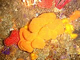 Colonial ascidians