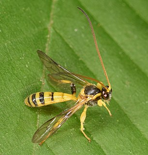 <i>Colpotrochia crassipes</i> Species of wasp