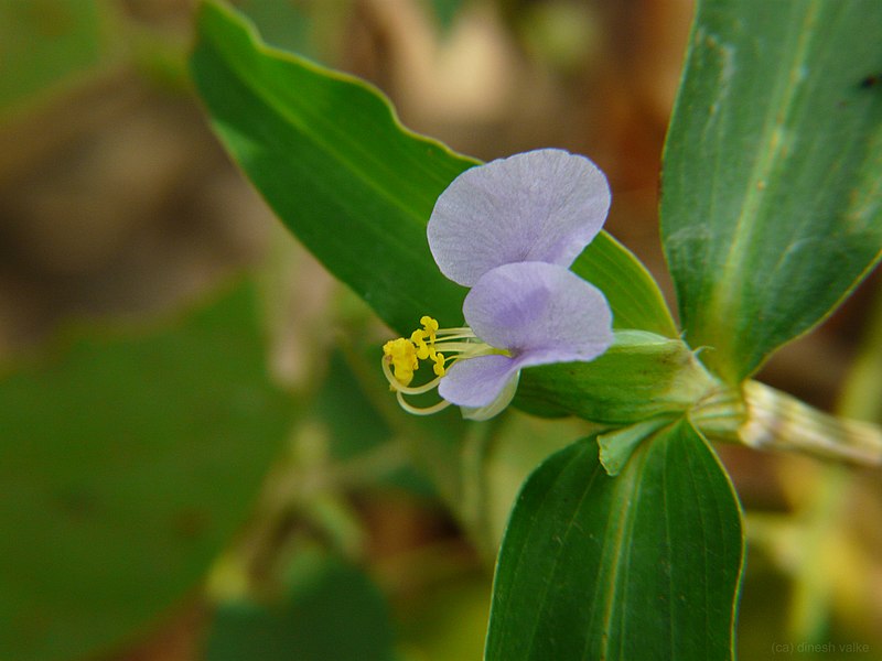 File:Commelina (3031963444).jpg