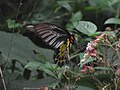 Common-Birdwing-or-troides-helena-from-Koovery.jpg