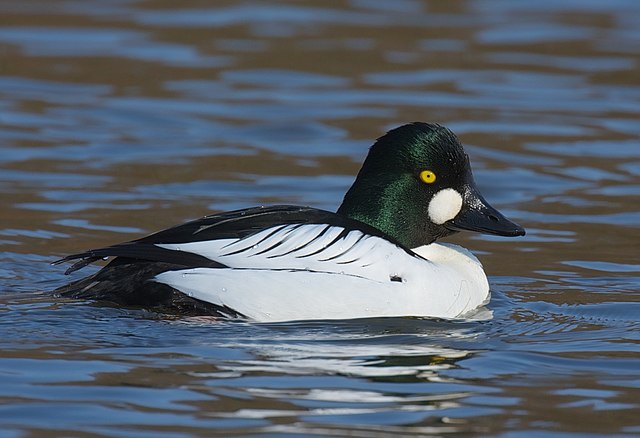 Common goldeneye - Wikipedia