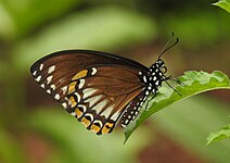 Papilio clytia f. clytia ailes repliées