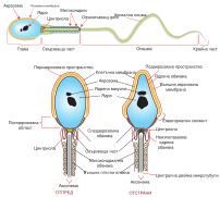 Complete diagram of a human spermatozoa bg.svg