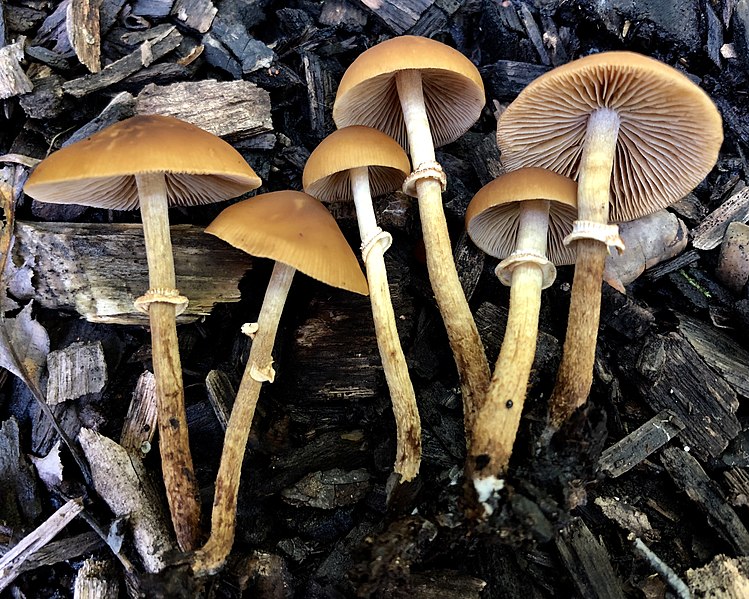 File:Conocybe rugosa (Peck) Watling 944497.jpg