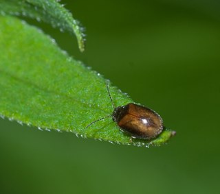 <i>Contacyphon</i> Genus of beetles