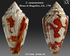 Description de l'image Conus curassaviensis 1.jpg.
