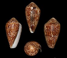 Conus dalli 003.jpg