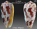 Conus omaria 7.jpg