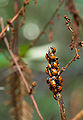 Convergent lady bugs