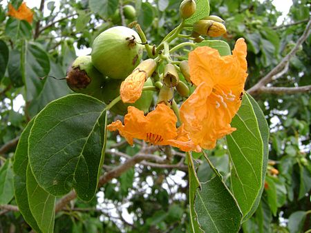 Cordia subcordata, seeds, flower, leaves.jpg