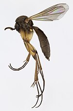 Miniatuur voor Cordyla crassicornis