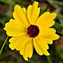 Thumbnail for Coreopsis leavenworthii