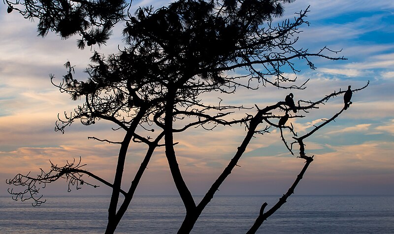 File:Cormorants silhouette in La Jolla (70737).jpg