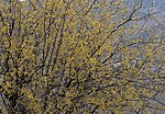 Thumbnail for File:Cornus mas - Cornelian cherry tree 02.jpg