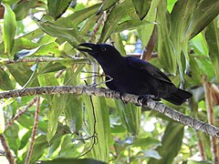 Banggai Crow (Q795512)